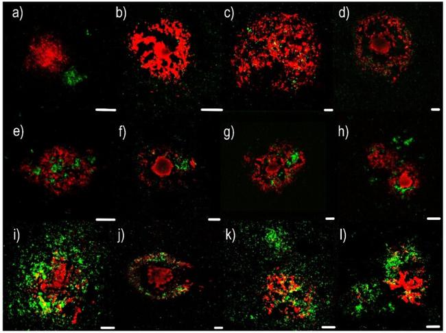 CD230 (PrP) Antibody in Immunohistochemistry (IHC)