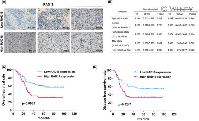 RAD18 Antibody in Immunohistochemistry (IHC)