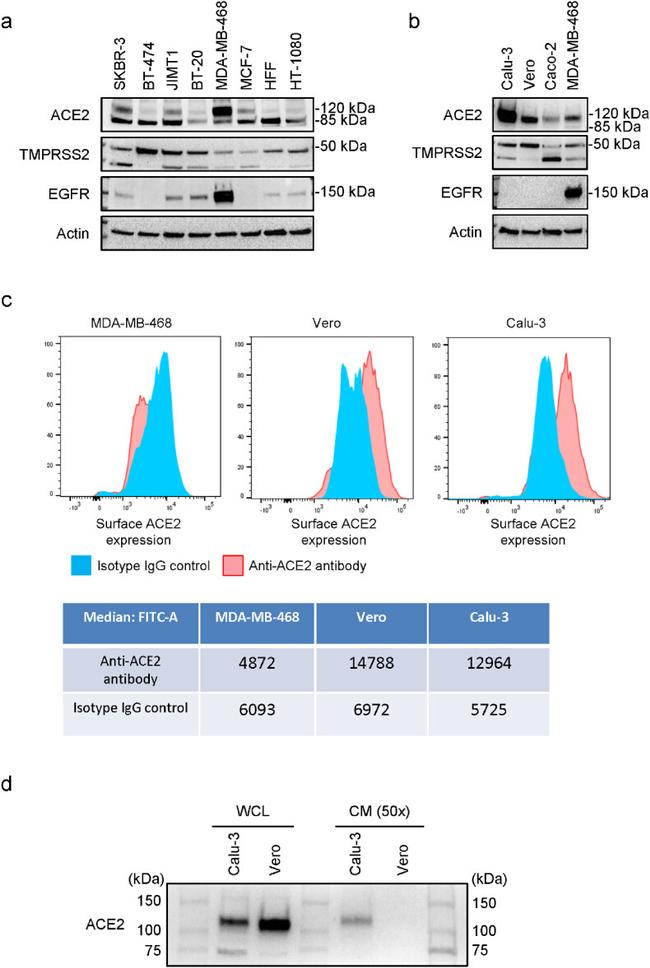 ACE2 Antibody in Flow Cytometry (Flow)