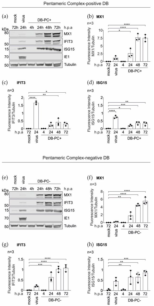 MX1 Antibody in Western Blot (WB)