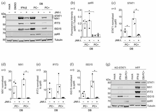 IFIT3 Antibody in Western Blot (WB)