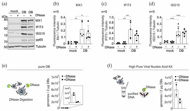 IFIT3 Antibody in Western Blot (WB)