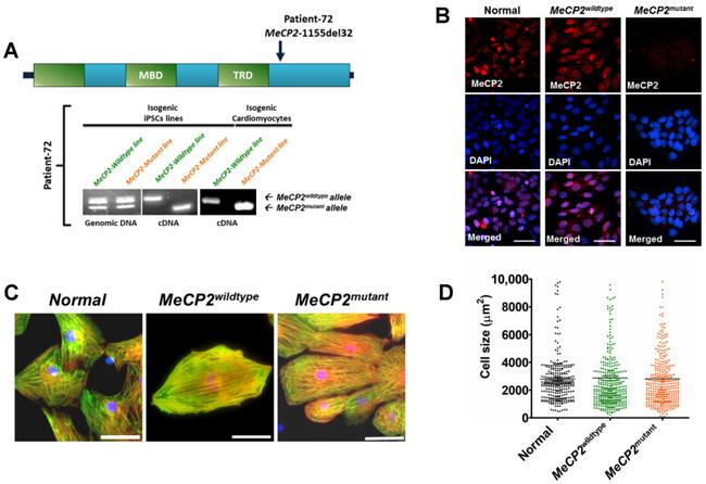 MECP2 Antibody in Immunocytochemistry (ICC/IF)