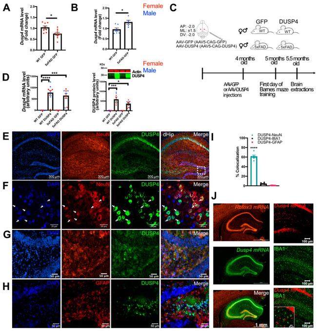 NeuN Antibody in Immunohistochemistry (IHC)