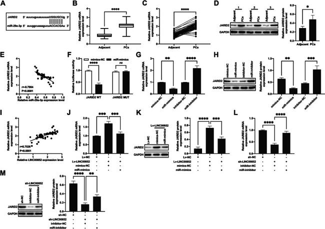 JARID2 Antibody in Western Blot (WB)