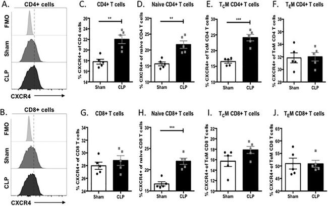 CD8 alpha Antibody in Flow Cytometry (Flow)