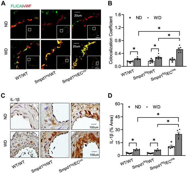 IL-1 beta Antibody in Immunohistochemistry (IHC)