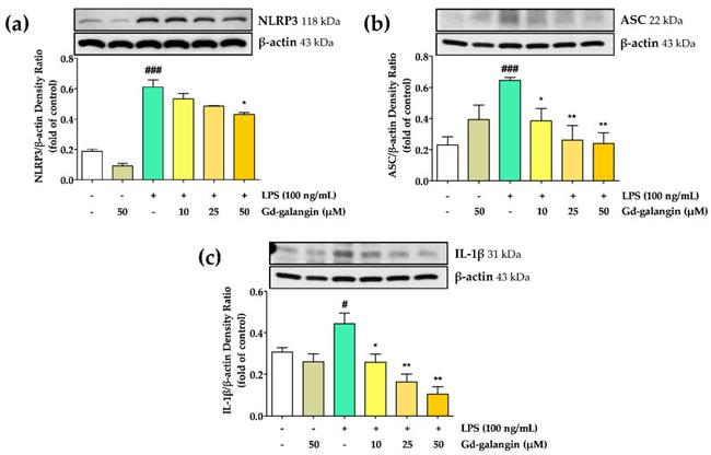 IL-1 beta Antibody in Western Blot (WB)