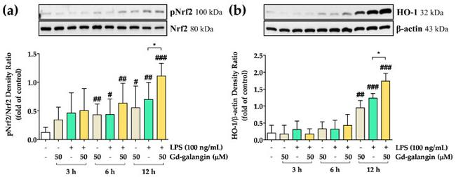 Nrf2 Antibody in Western Blot (WB)