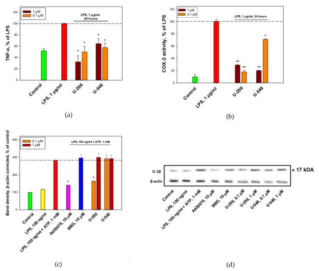 IL-1 beta Antibody in Western Blot (WB)