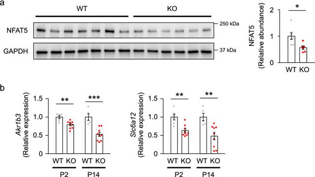 NFAT5 Antibody in Western Blot (WB)