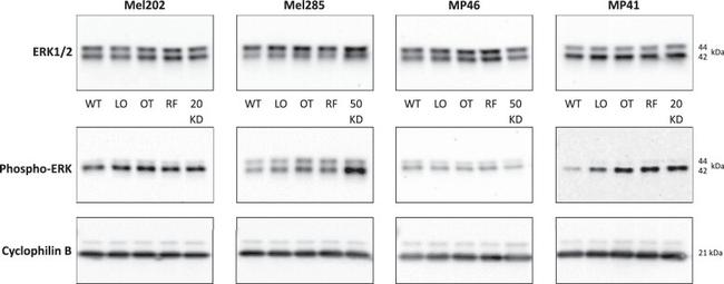 Cyclophilin B Antibody in Western Blot (WB)