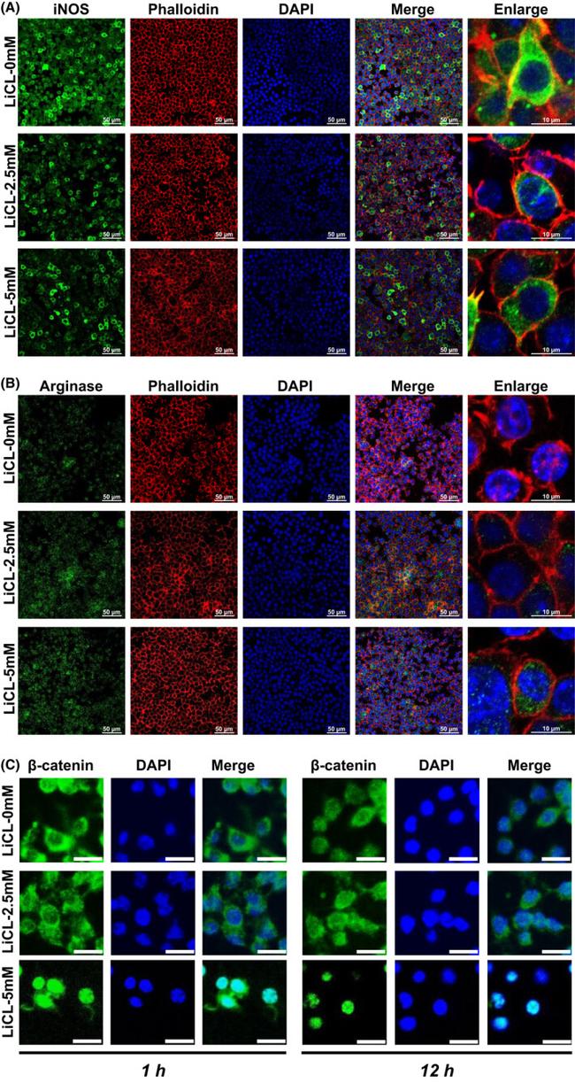 iNOS Antibody in Immunocytochemistry (ICC/IF)