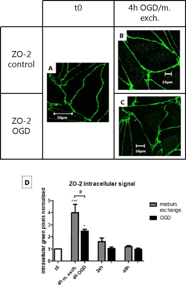 ZO-2 Antibody in Immunocytochemistry (ICC/IF)