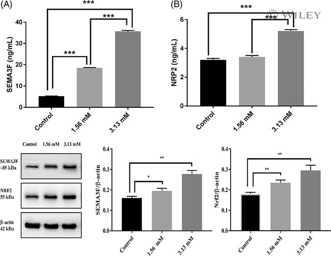 beta Actin Antibody in Western Blot (WB)