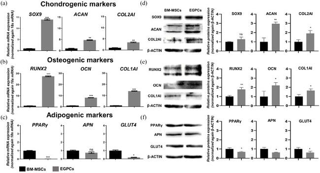 Collagen II Antibody in Western Blot (WB)