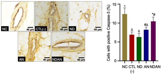 Caspase 3 Antibody in Immunohistochemistry (IHC)