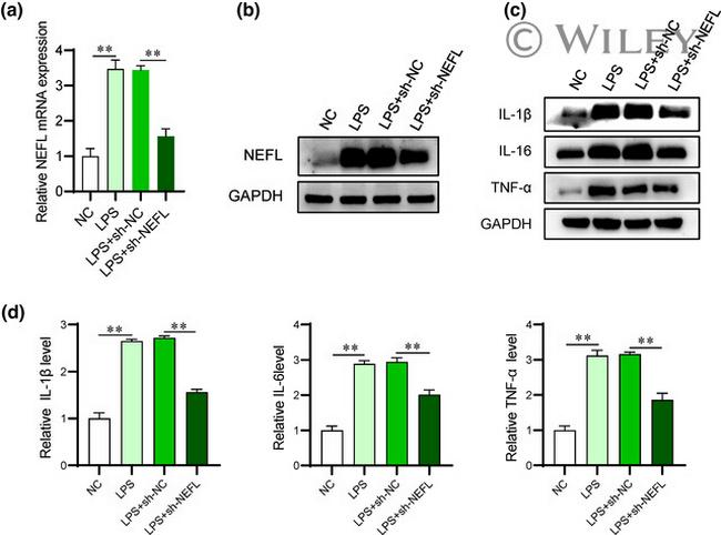 TNF alpha Antibody in Western Blot (WB)