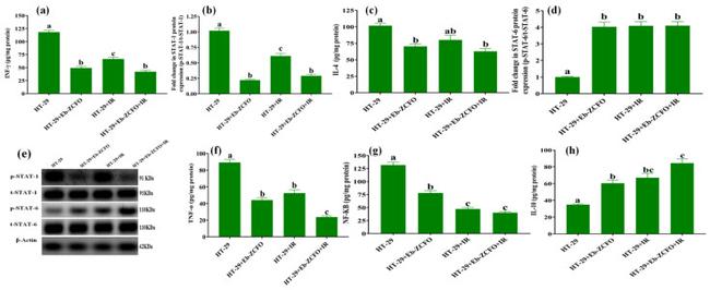 STAT1 Antibody in Western Blot (WB)