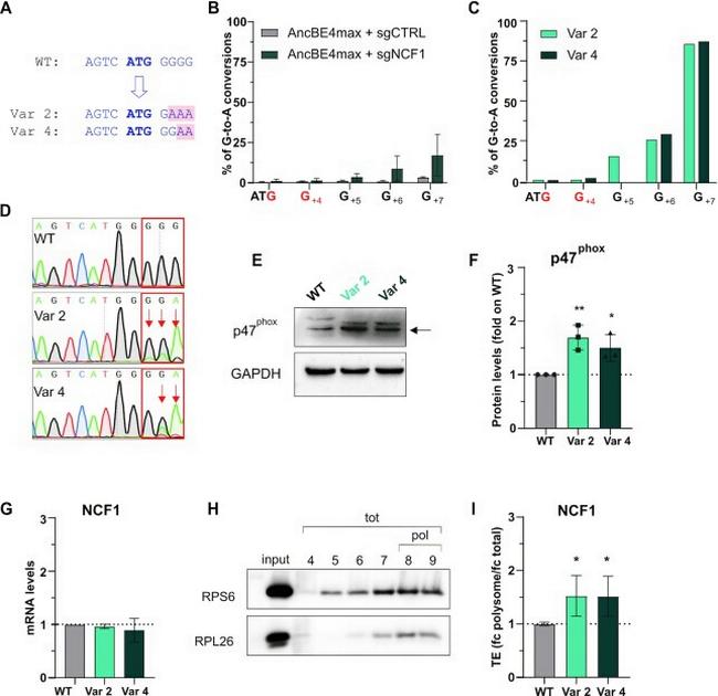 p47phox Antibody in Western Blot (WB)