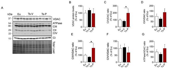 VDAC Antibody in Western Blot (WB)