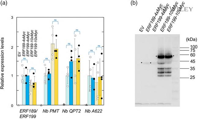 Myc Tag Antibody in Western Blot (WB)