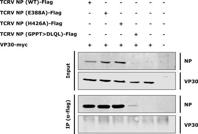 Myc Tag Antibody in Immunoprecipitation (IP)