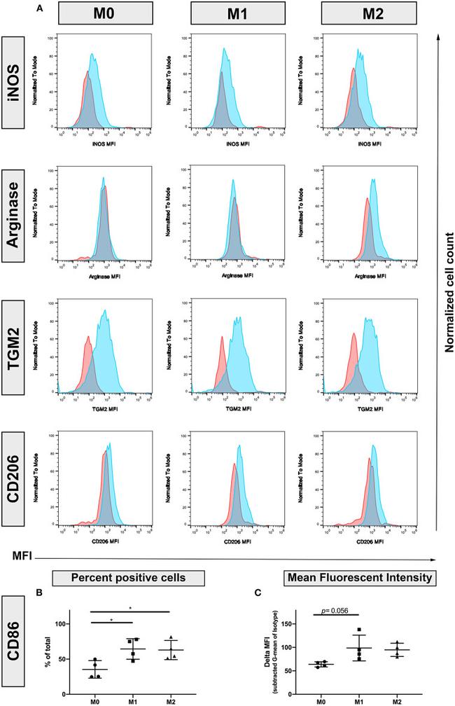 iNOS Antibody in Flow Cytometry (Flow)