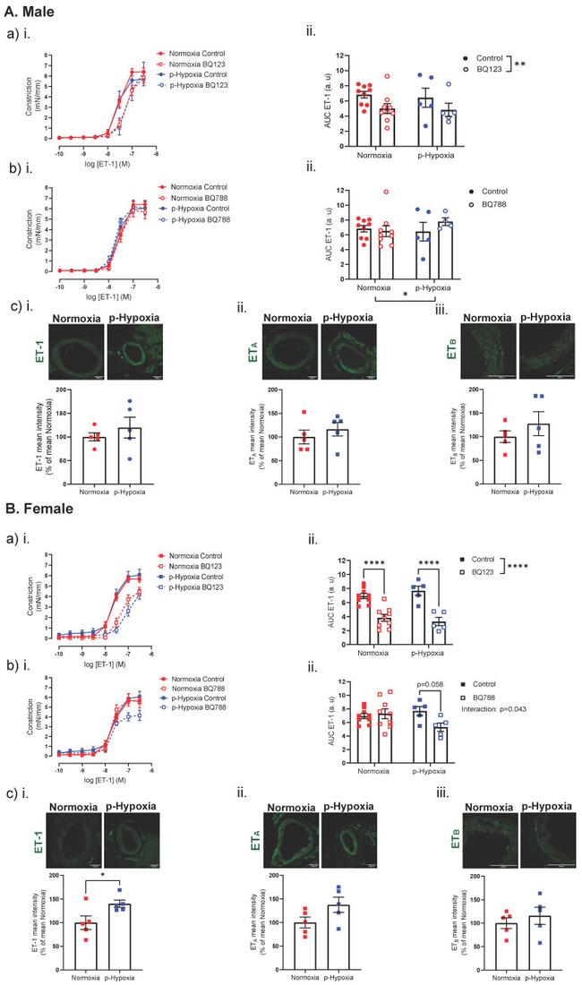 Endothelin A Receptor Antibody in Immunohistochemistry (Frozen) (IHC (F))