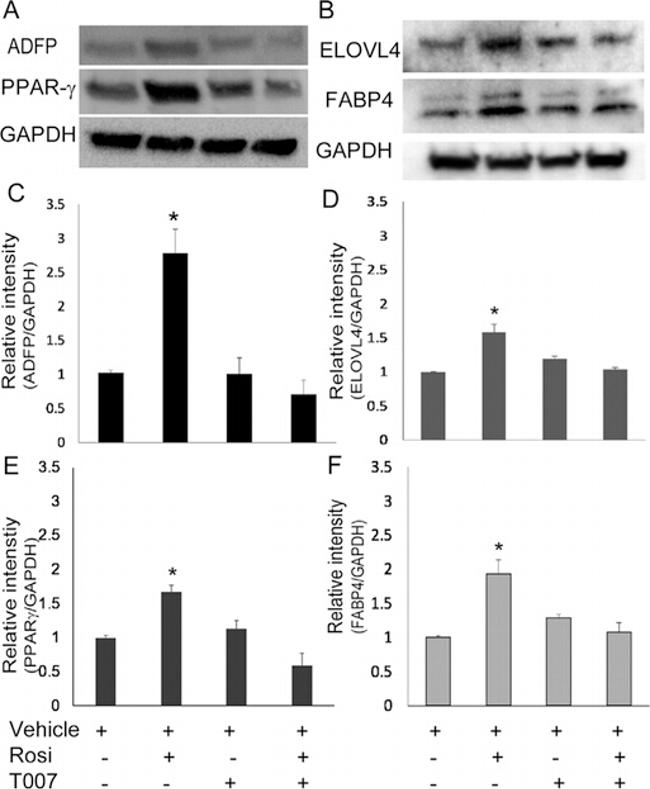 PPAR gamma Antibody in Western Blot (WB)