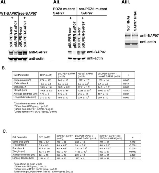 SAP97 Antibody