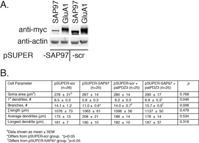 SAP97 Antibody