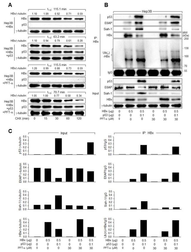 E6AP Antibody in Western Blot (WB)