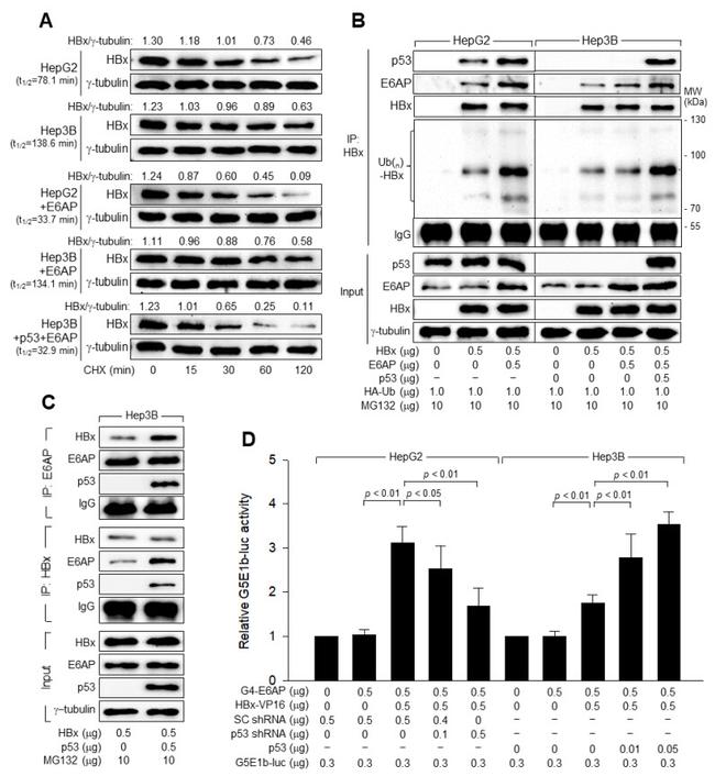 E6AP Antibody in Western Blot (WB)