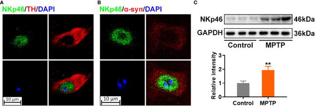 NKp46 Antibody in Western Blot, Immunocytochemistry (WB, ICC/IF)