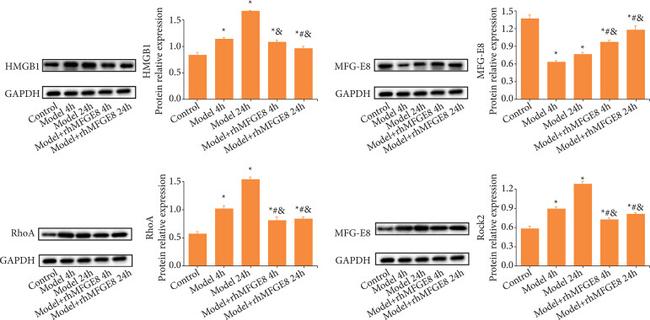 MFGE8 Antibody in Western Blot (WB)