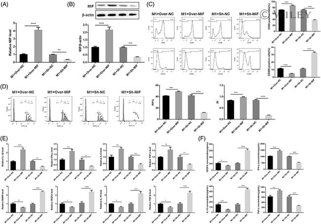 MRC1 Antibody in Flow Cytometry (Flow)