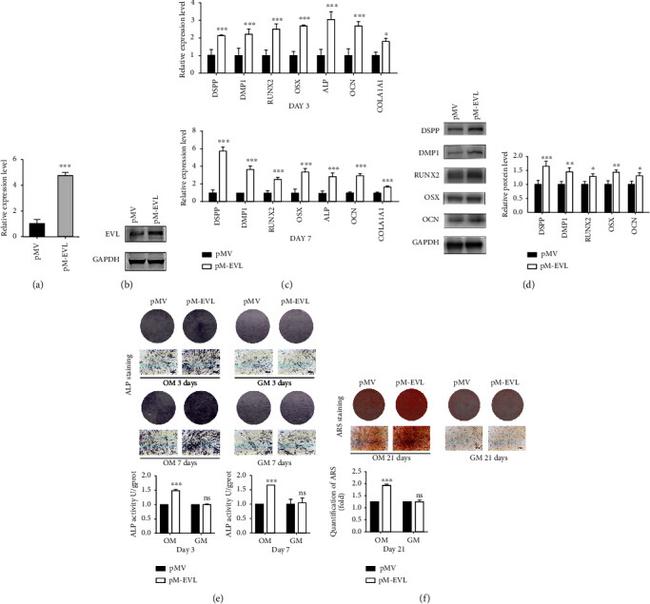 SP7 Antibody in Western Blot (WB)