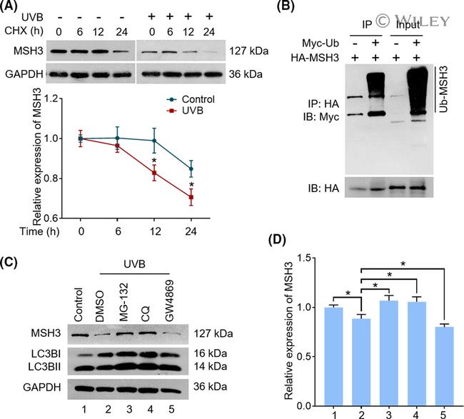 MSH3 Antibody in Western Blot (WB)