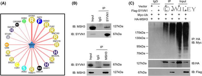 MSH3 Antibody in Immunoprecipitation (IP)