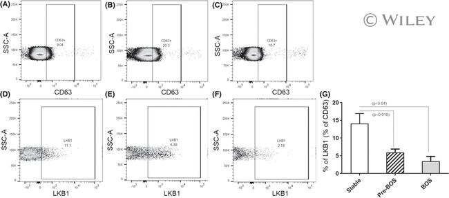 LKB1 Antibody in Flow Cytometry (Flow)