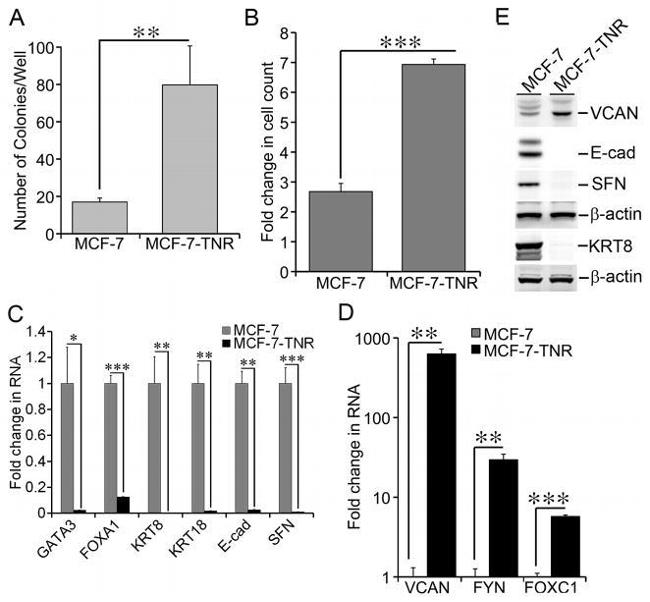 Versican V0, V1 Neo Antibody in Western Blot (WB)