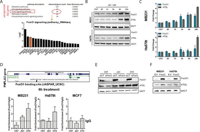 ATGL Antibody in Western Blot (WB)