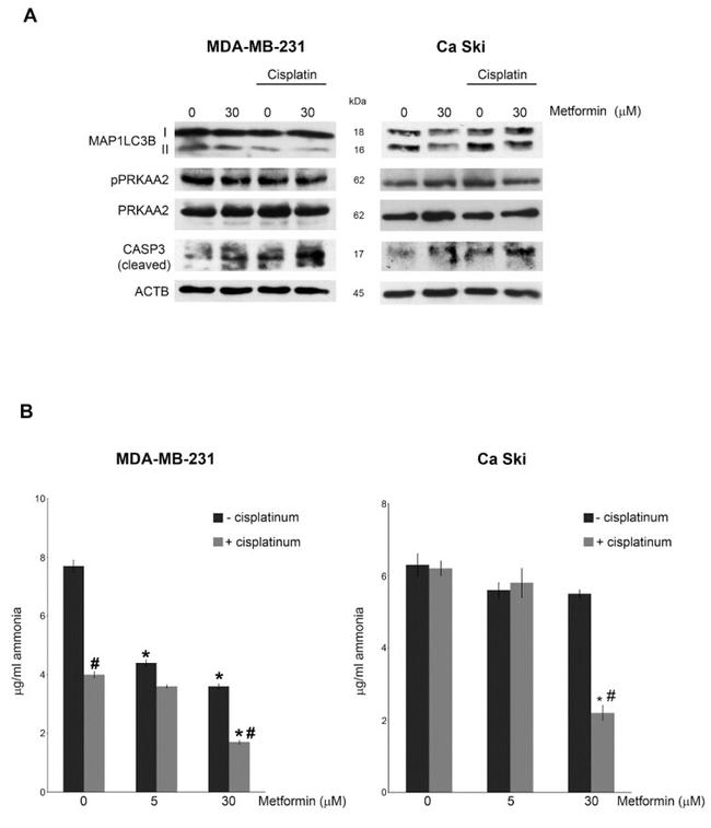 Phospho-AMPK alpha-1,2 (Thr183, Thr172) Antibody in Western Blot (WB)