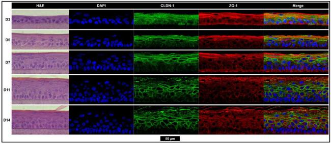 ZO-1 Antibody in Immunohistochemistry (IHC)