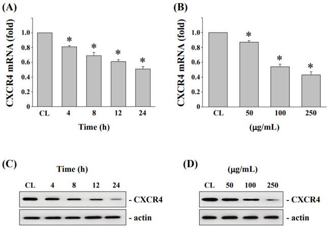 CXCR4 Antibody in Western Blot (WB)