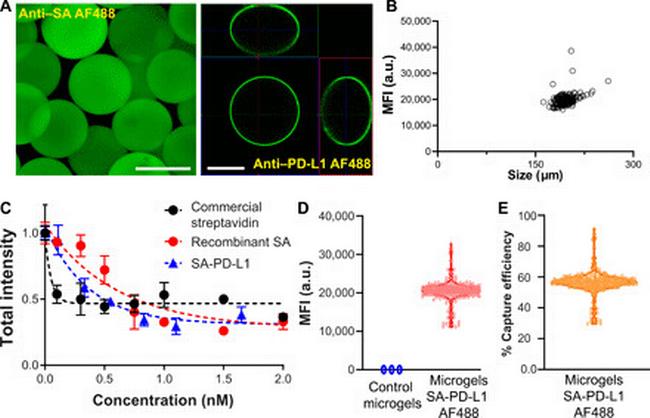 PD-L1 Antibody in Immunomicroscopy (IM)