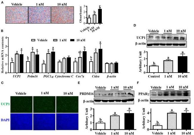 PRDM16 Antibody in Western Blot (WB)