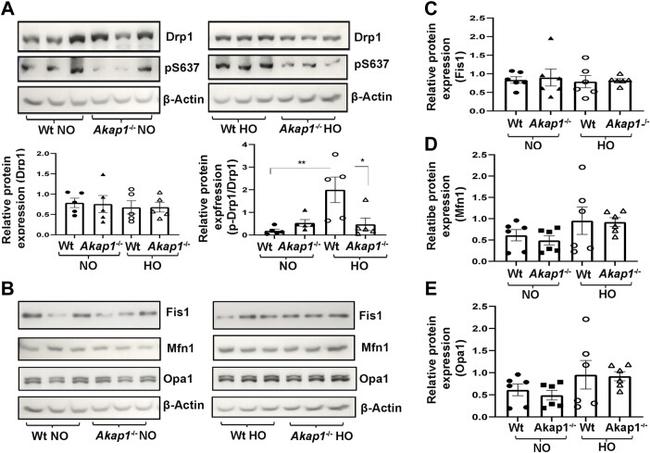 FIS1 Antibody in Western Blot (WB)