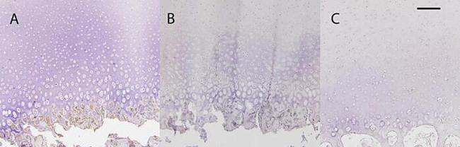 SOX9 Antibody in Immunohistochemistry (IHC)